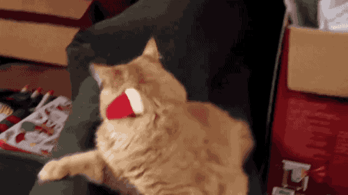 크리스마스트리와 고양이.GIF | 인스티즈