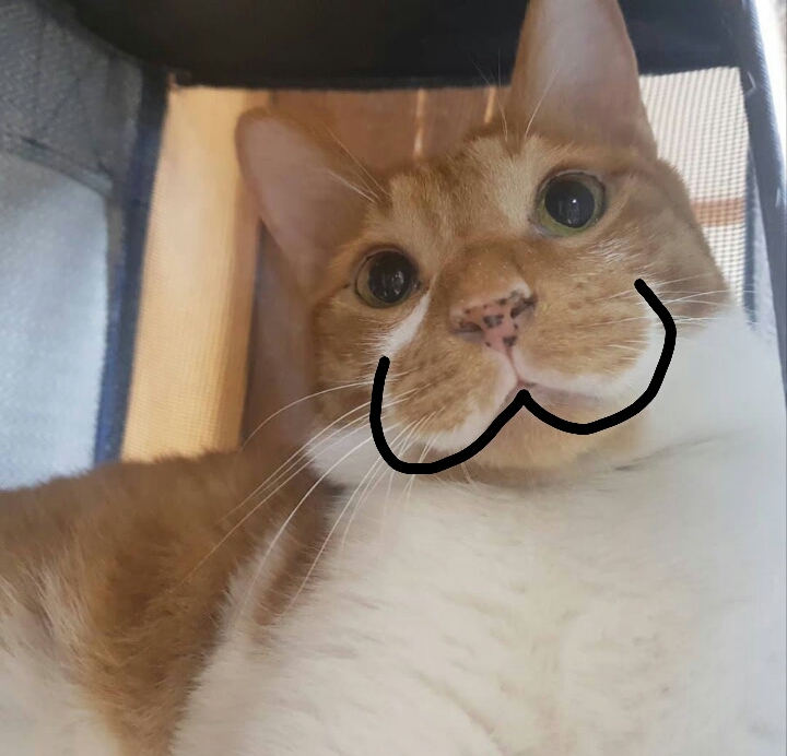 주댕이네 이미지