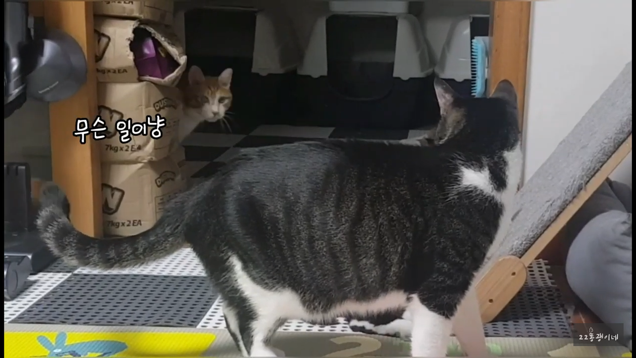 내가 때리는건 괜찮아도 남이 때리는건 안괜찮은 현실남매 고양이 | 인스티즈