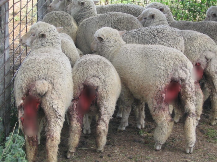 양떼목장을 습격하는 개들 (사진주의) | 인스티즈