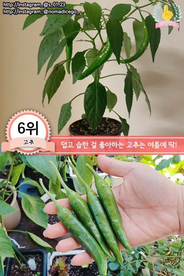집에서 키우기 쉬운 채소 jpg | 인스티즈