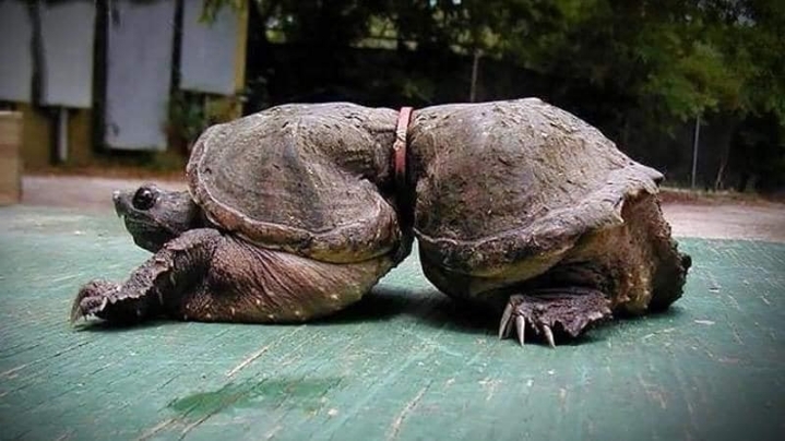 플라스틱 쓰레기로 신음하는 동물들 | 인스티즈