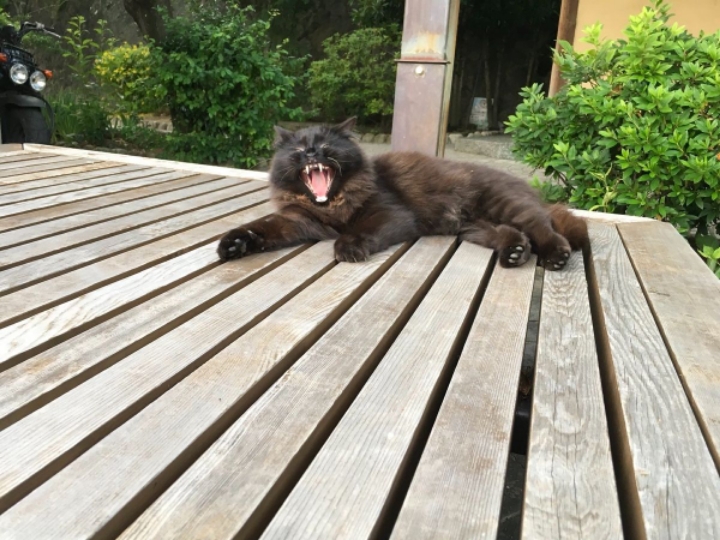 알고보면 더 귀여운 고양이 tmi | 인스티즈