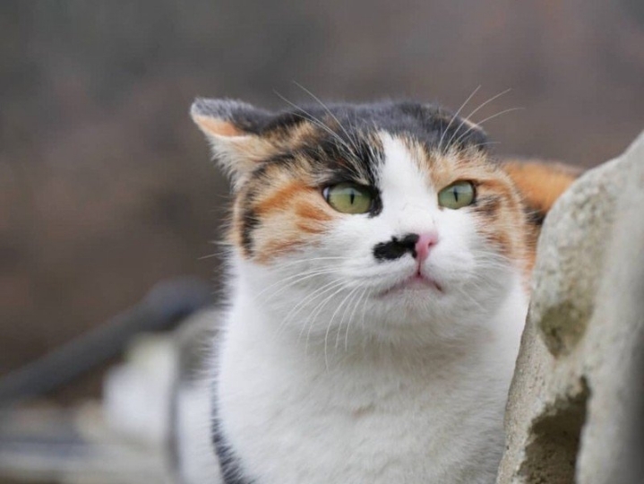 눈물 없인 볼 수 없는 ha삼색 쭈구리 시절...gif | 인스티즈