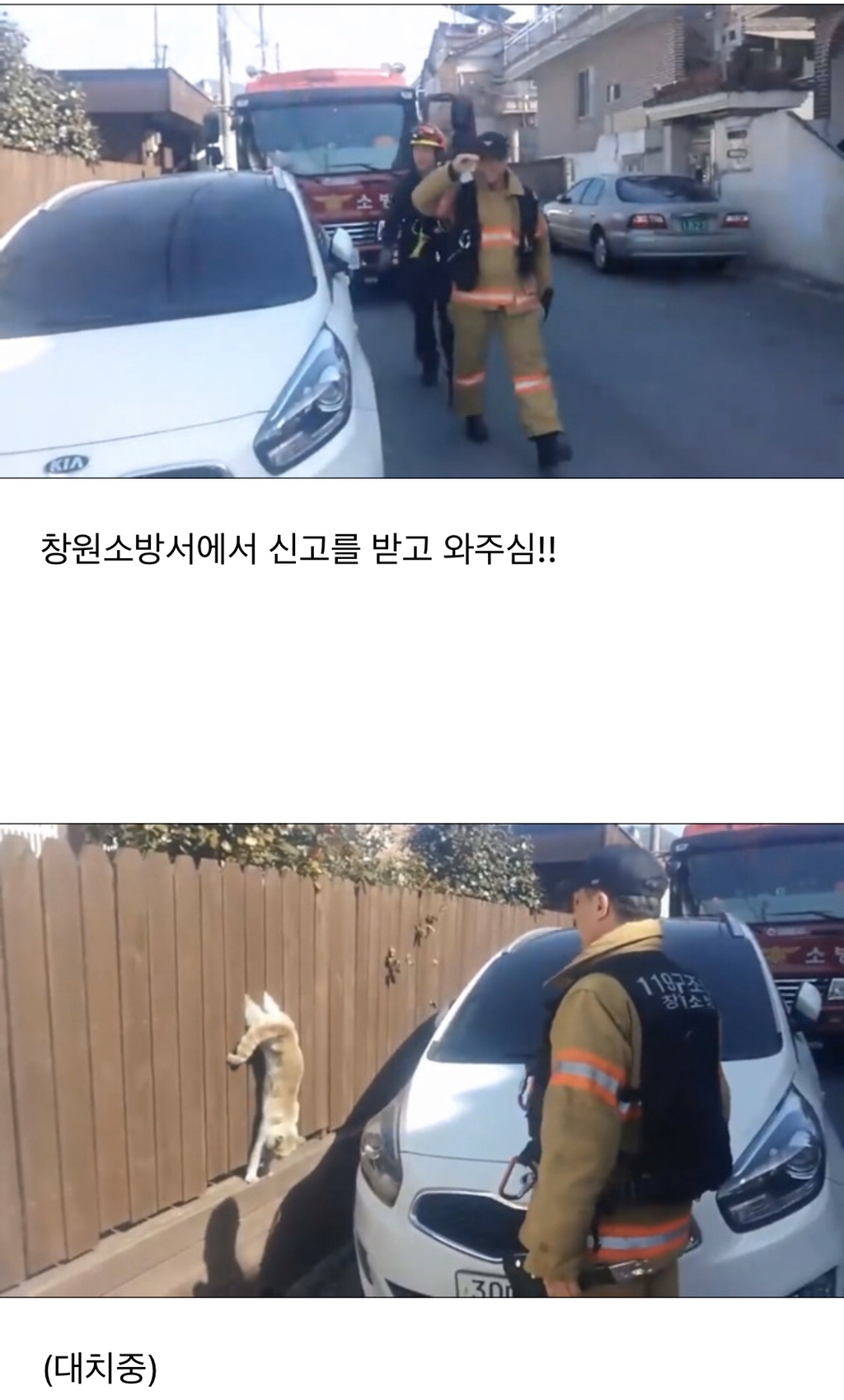 나무 울타리에 낀 냥이 | 인스티즈