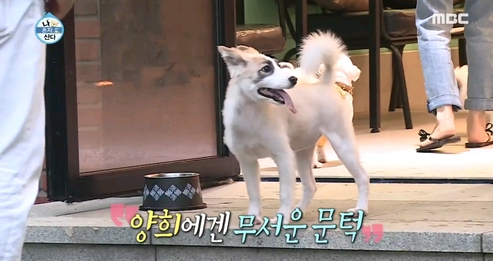 배우 성훈이 입양한 유기견 양희가 가지고 있던 트라우마 | 인스티즈