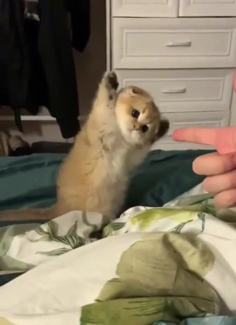 국가별 고양이 기르는 사람을 부르는 말.twt | 인스티즈