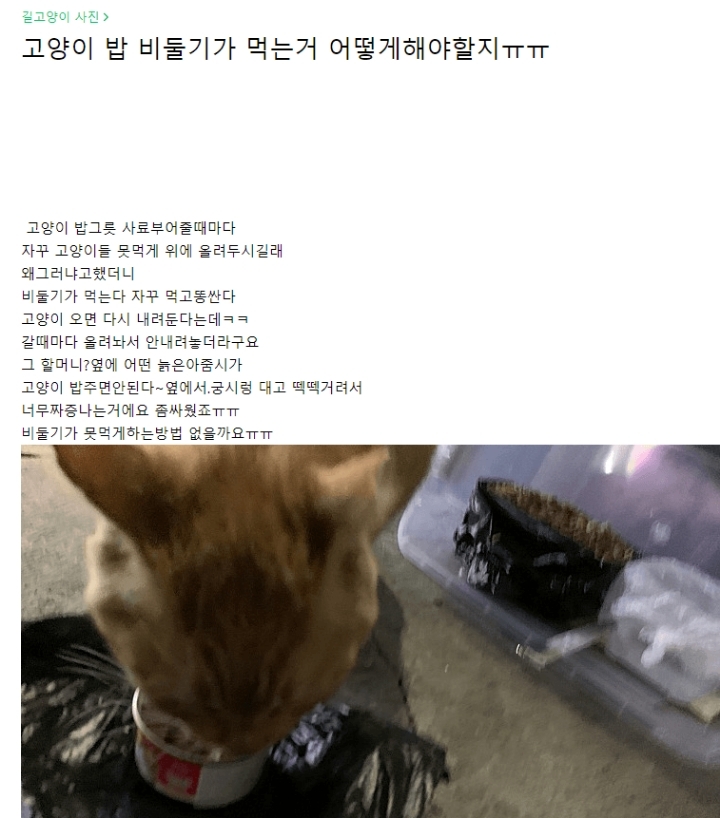 비둘기를 혐오하는 사람들 | 인스티즈