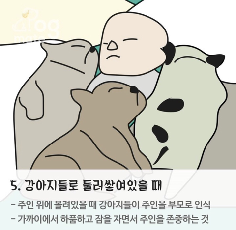 자는 자세로 보는 나와 강아지의 관계 | 인스티즈