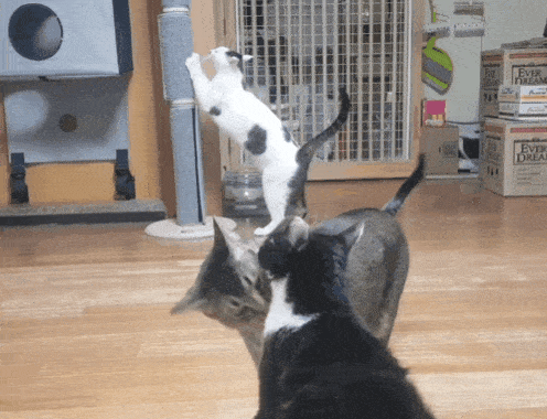 쪼꼬미 소이가 다른 고양이를 때리는 이유 | 인스티즈