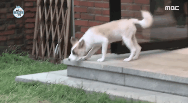 배우 성훈이 입양한 유기견 양희가 가지고 있던 트라우마 | 인스티즈