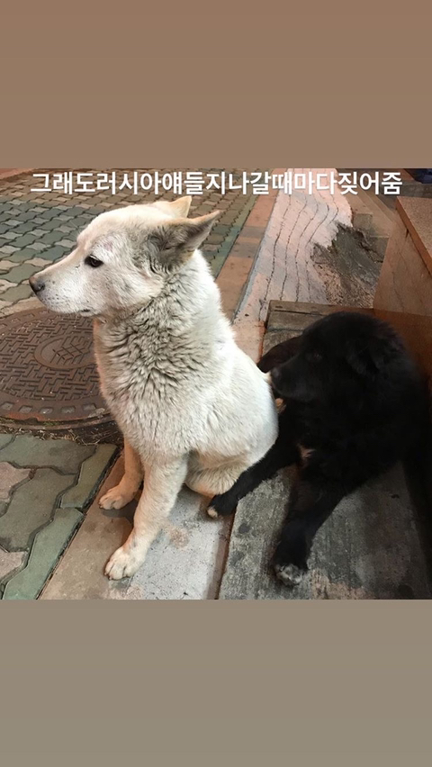 알바하다가 댕댕이들이랑 짱친 먹었던 적 있는데 | 인스티즈