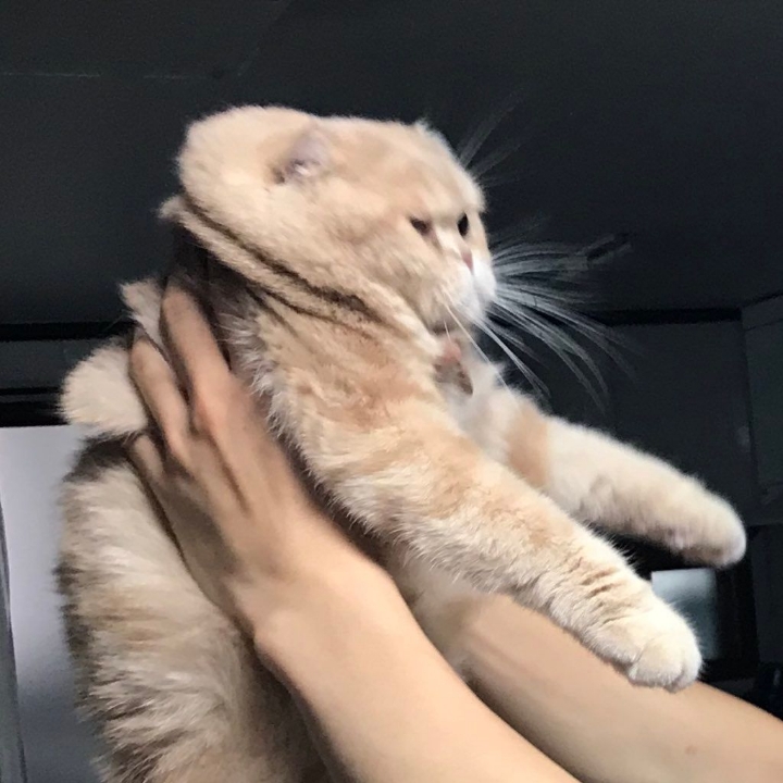 알고보면 더 귀여운 고양이 tmi | 인스티즈