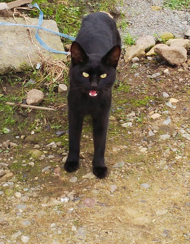 알고보면 더 귀여운 고양이 tmi | 인스티즈