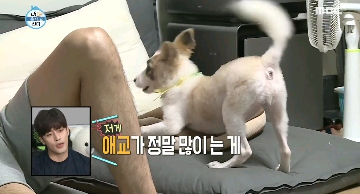 배우 성훈이 입양한 유기견 양희가 가지고 있던 트라우마 | 인스티즈