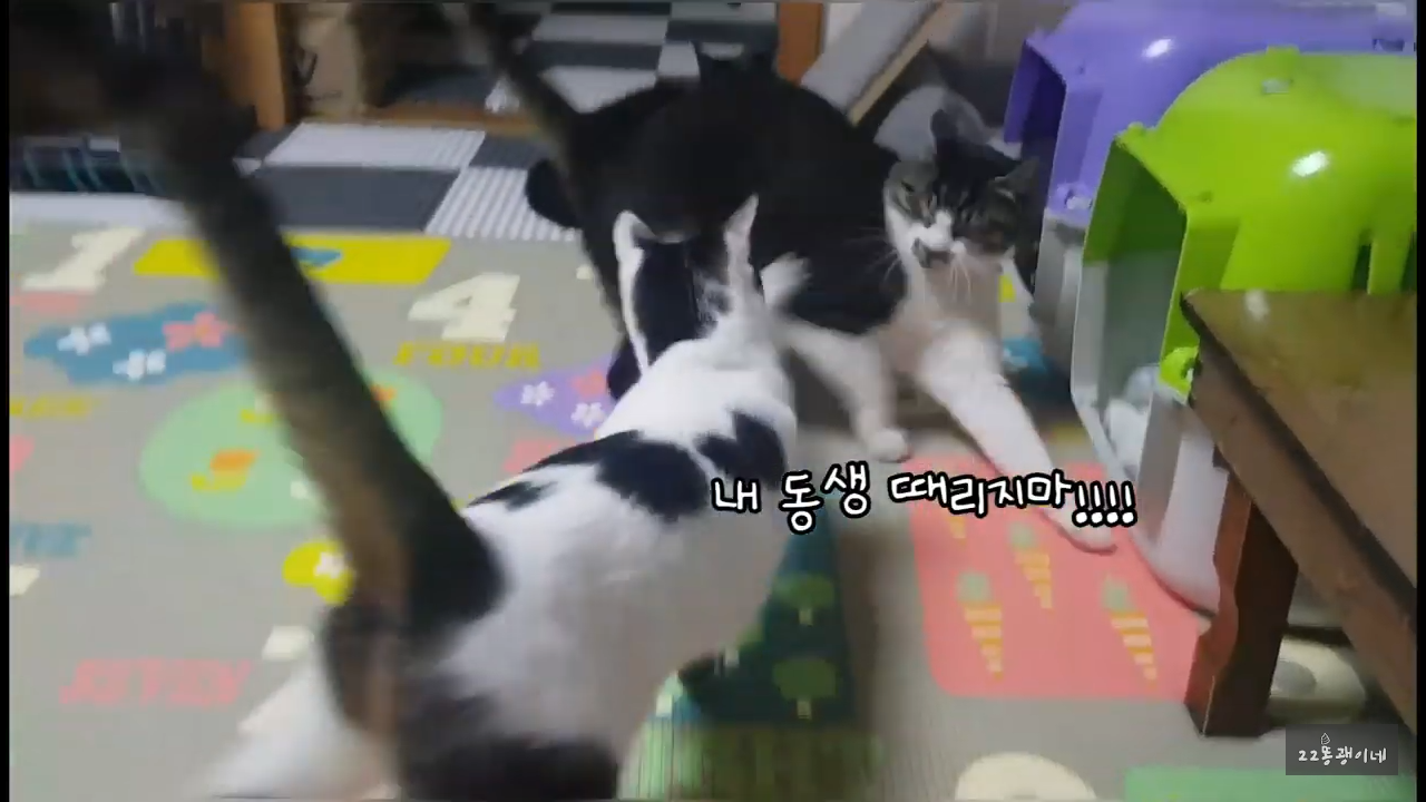 내가 때리는건 괜찮아도 남이 때리는건 안괜찮은 현실남매 고양이 | 인스티즈