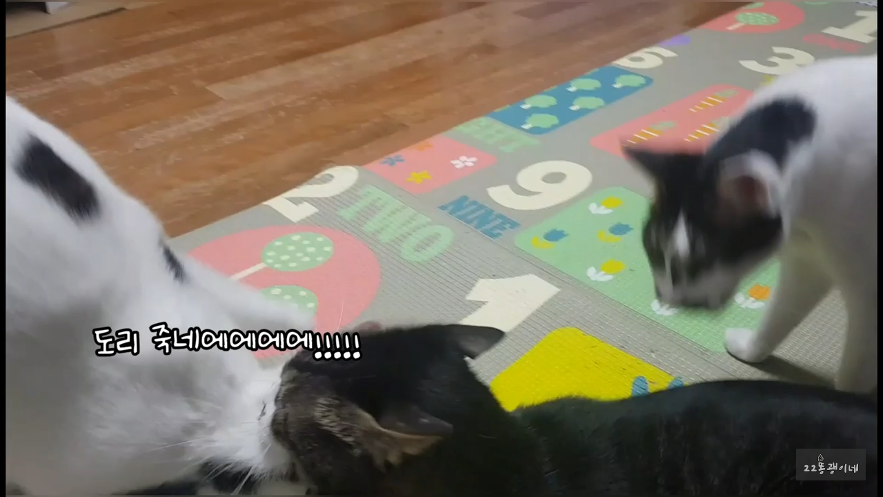 내가 때리는건 괜찮아도 남이 때리는건 안괜찮은 현실남매 고양이 | 인스티즈