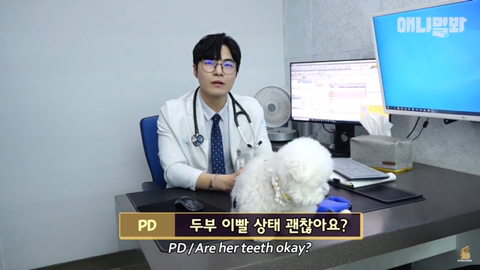 돌멩이를 물고 다니는 강아지 ㅋㅋㅋㅋ(귀여움주의) | 인스티즈