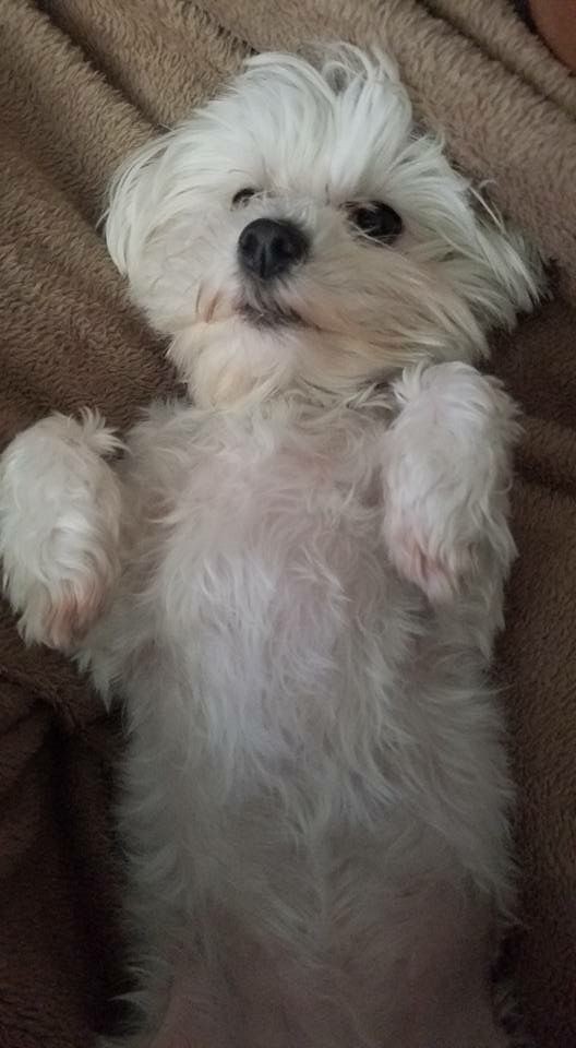 꼬말사모(꼬질꼬질 말티즈를 사랑하는 사람들의 모임) 모여라! | 인스티즈