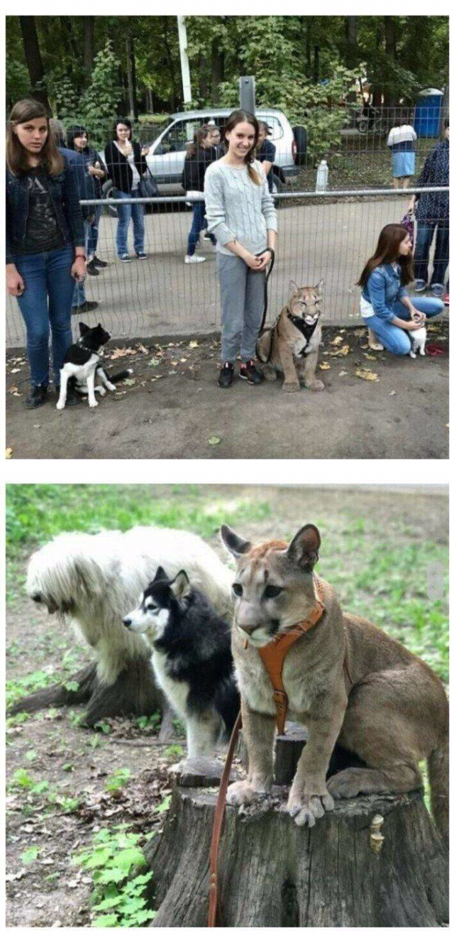 퓨마 이미지
