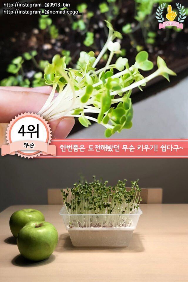집에서 키우기 쉬운 채소 jpg | 인스티즈