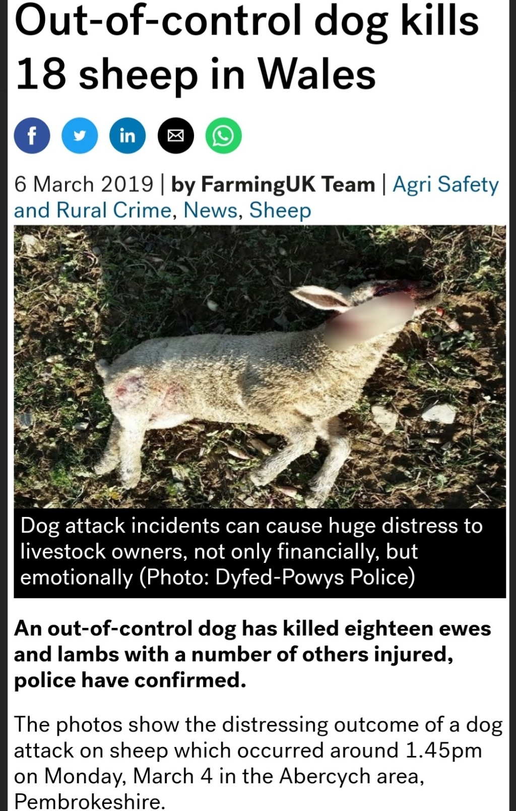 양떼목장을 습격하는 개들 (사진주의) | 인스티즈