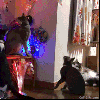 크리스마스트리와 고양이.GIF | 인스티즈