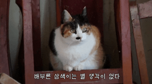 알고보면 노력파인 haha ha 삼색이... | 인스티즈