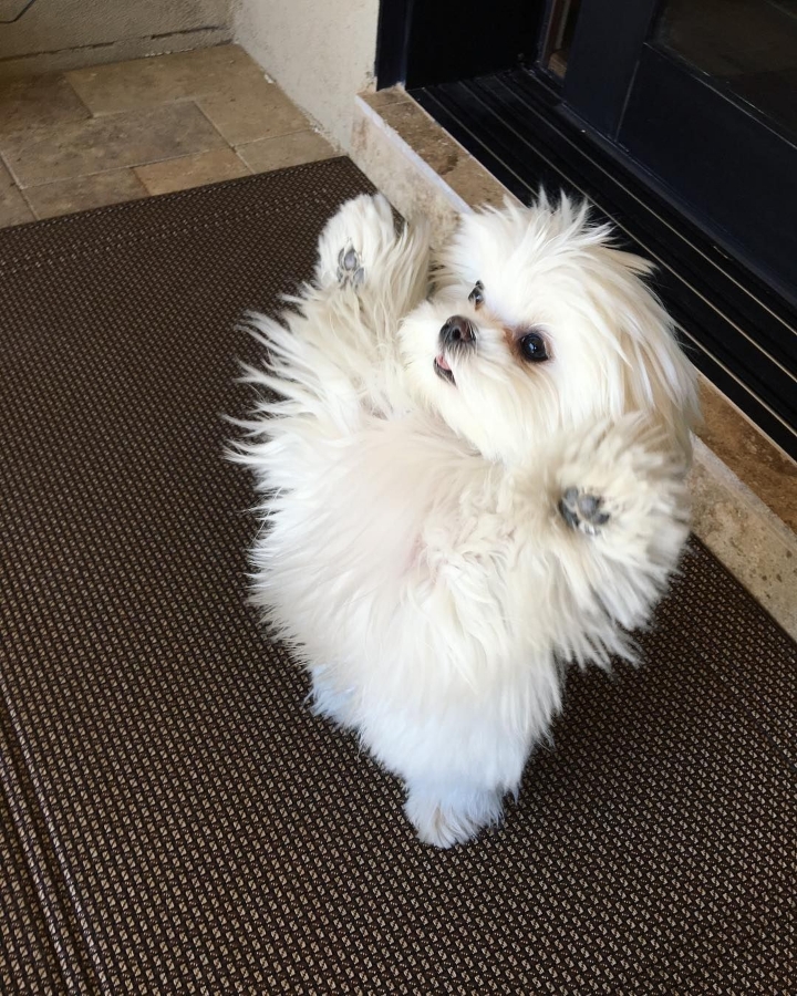 꼬말사모(꼬질꼬질 말티즈를 사랑하는 사람들의 모임) 모여라! | 인스티즈