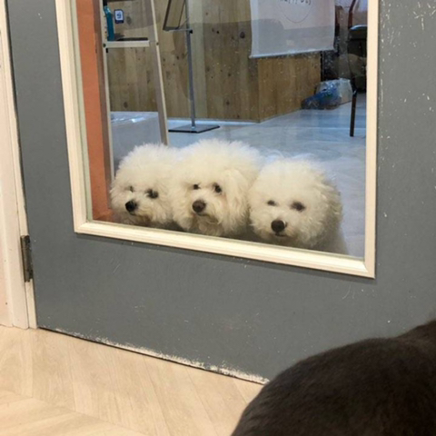 고양이 카페에서 고양이가 싸우자 구경나온 비숑들 | 인스티즈