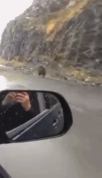 인간이 만든 동물 이미지 이해 안 가는거 | 인스티즈