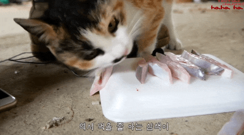 알고보면 노력파인 haha ha 삼색이... | 인스티즈