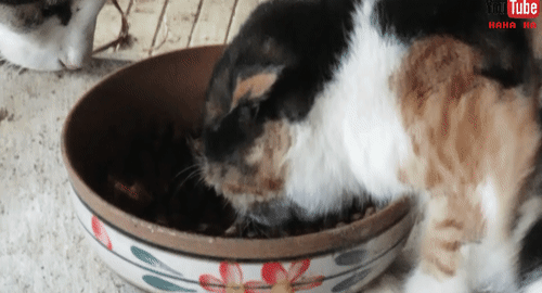 눈물 없인 볼 수 없는 ha삼색 쭈구리 시절...gif | 인스티즈