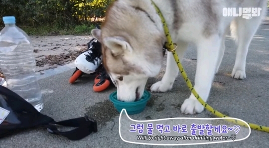 처음 보는 갱얼쥐 산책법 | 인스티즈