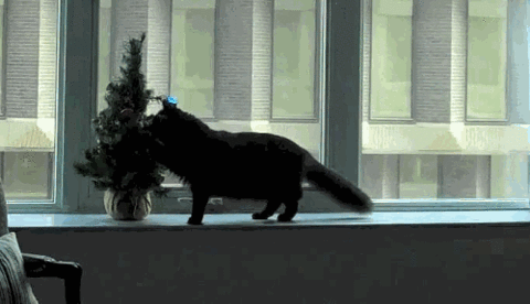 크리스마스트리와 고양이.GIF | 인스티즈