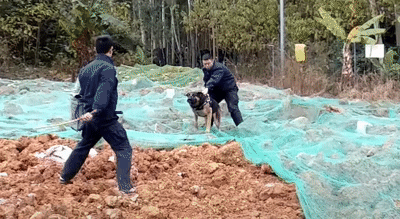 살기가 느껴지는 범죄자 제압하러가는 경찰견 위엄....gif | 인스티즈