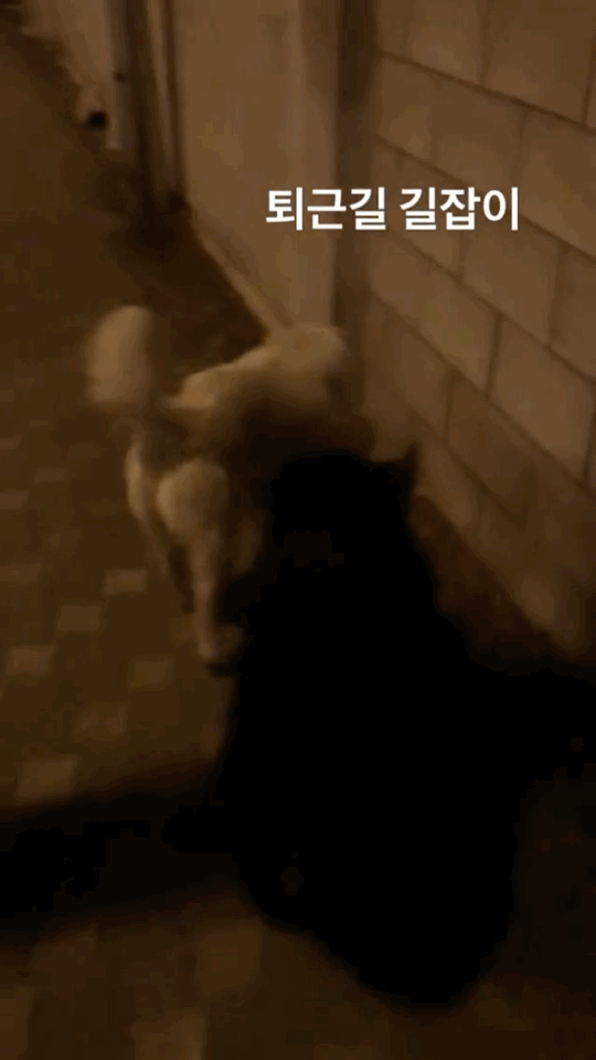 알바하다가 댕댕이들이랑 짱친 먹었던 적 있는데 | 인스티즈