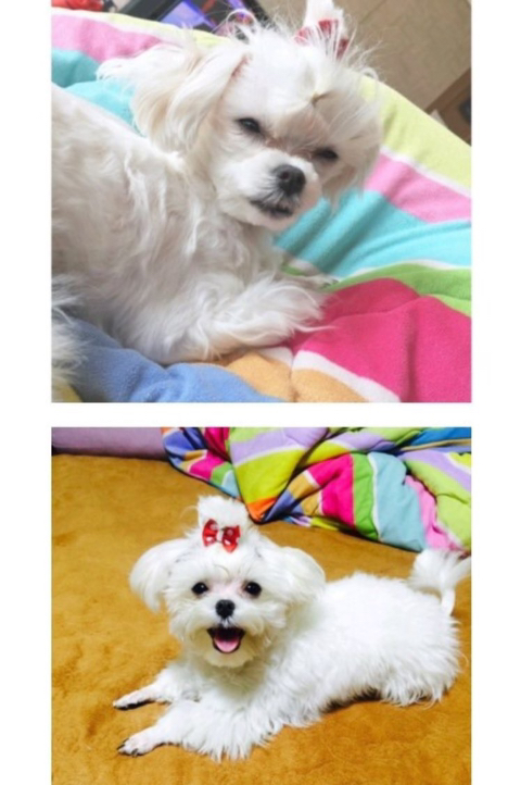 강아지가 눈을 게슴츠레 뜬 이유 | 인스티즈