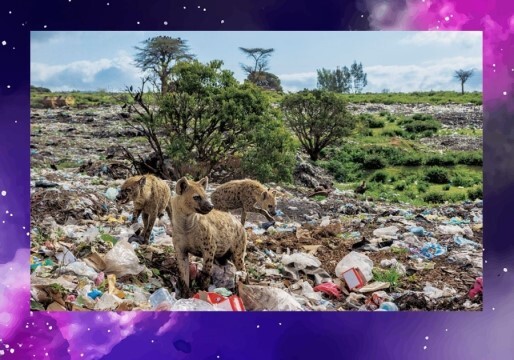 플라스틱 쓰레기로 신음하는 동물들 | 인스티즈