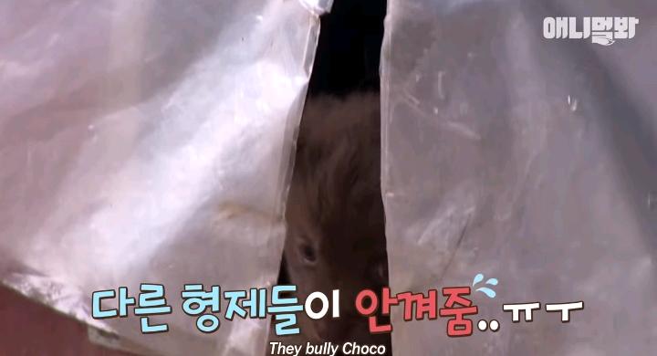 나만 점박이 없어...ㅠ 다른 형아들 다 점박이 있고 나만 없어....ㅜㅜ | 인스티즈