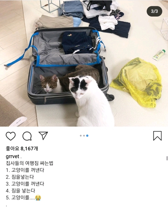 고양이 집사들의 여행짐 싸는 법 | 인스티즈
