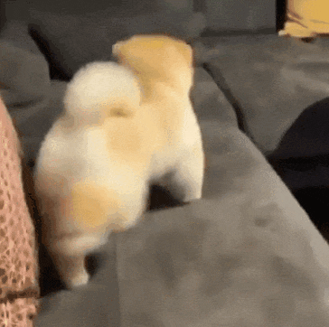 몸푸는 인절미.gif | 인스티즈