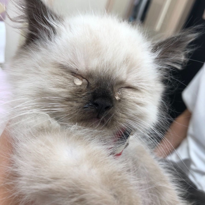 알고보면 더 귀여운 고양이 tmi | 인스티즈