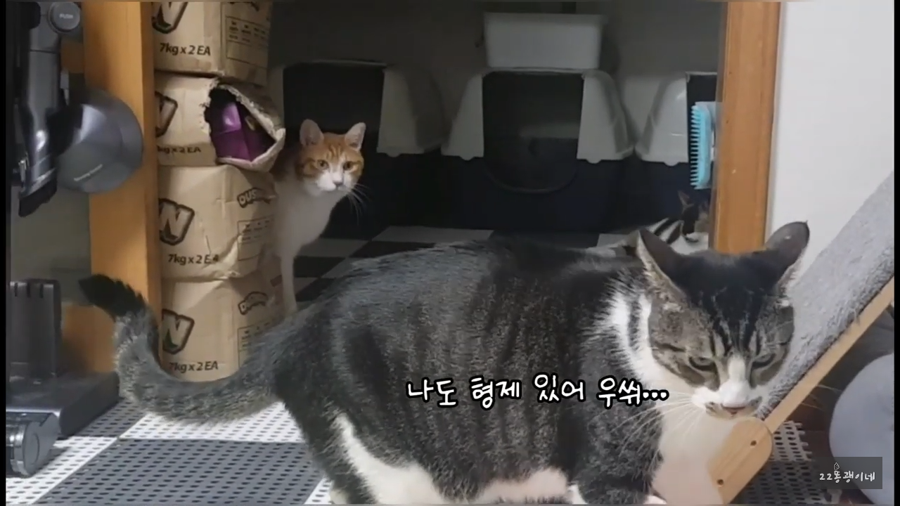 내가 때리는건 괜찮아도 남이 때리는건 안괜찮은 현실남매 고양이 | 인스티즈