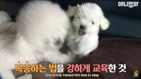 엄마가 차별한다는 비숑댕댕이,, | 인스티즈