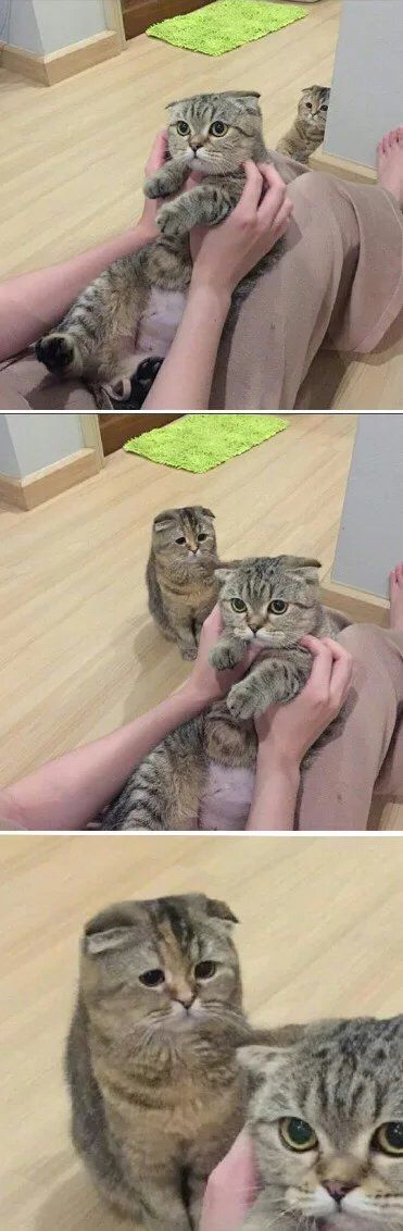 국가별 고양이 기르는 사람을 부르는 말.twt | 인스티즈