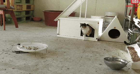 눈물 없인 볼 수 없는 ha삼색 쭈구리 시절...gif | 인스티즈