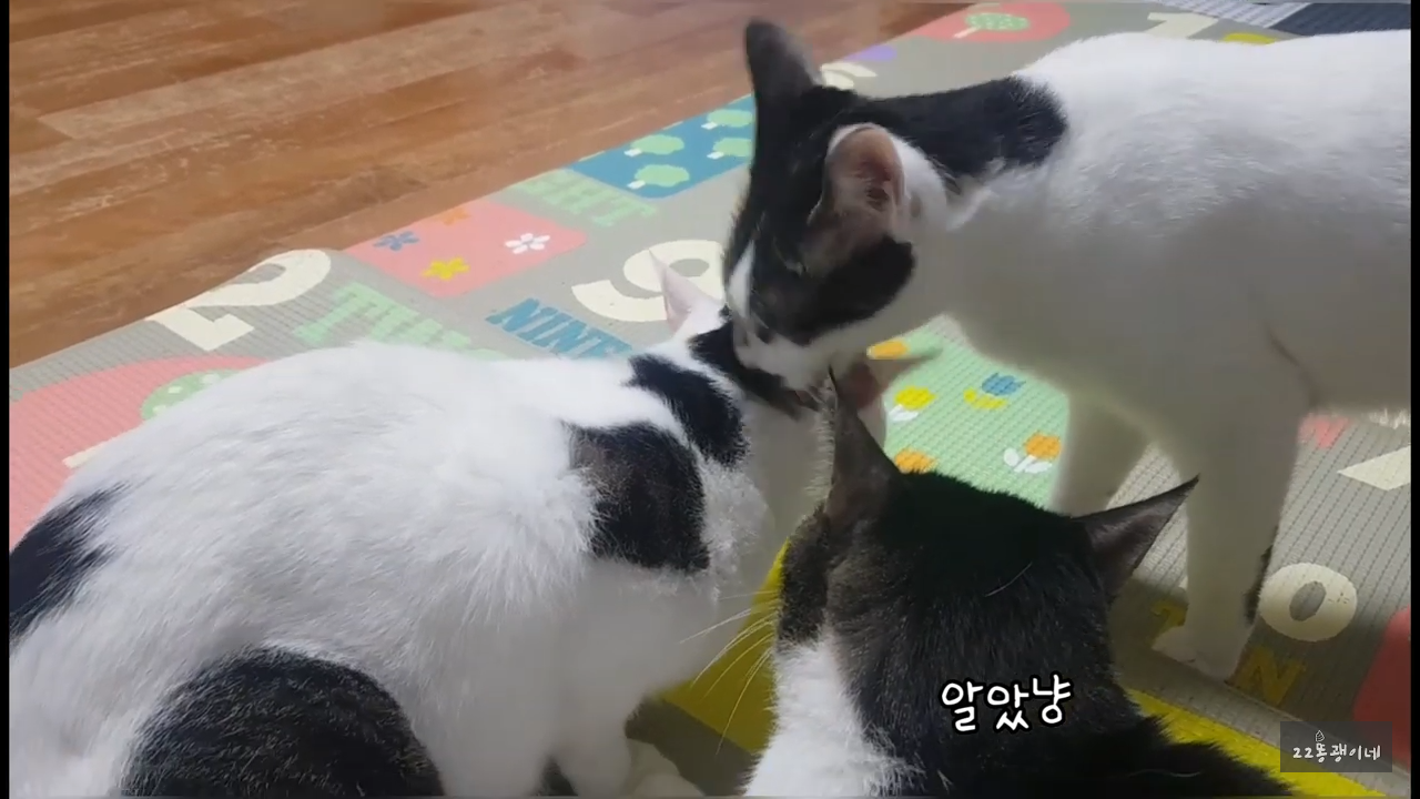 내가 때리는건 괜찮아도 남이 때리는건 안괜찮은 현실남매 고양이 | 인스티즈