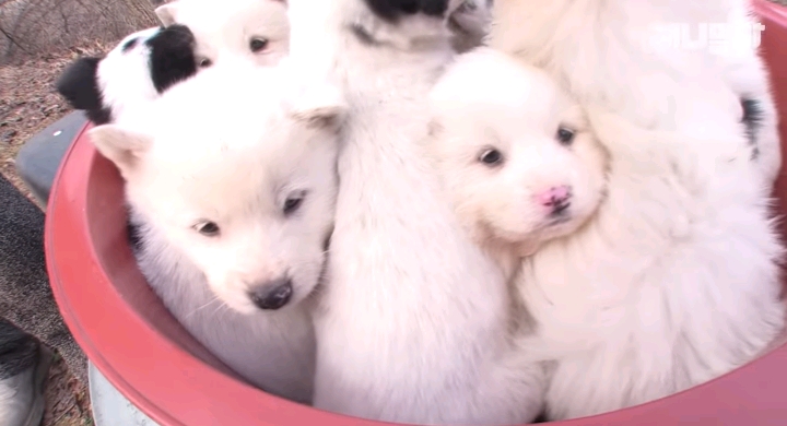나만 점박이 없어...ㅠ 다른 형아들 다 점박이 있고 나만 없어....ㅜㅜ | 인스티즈