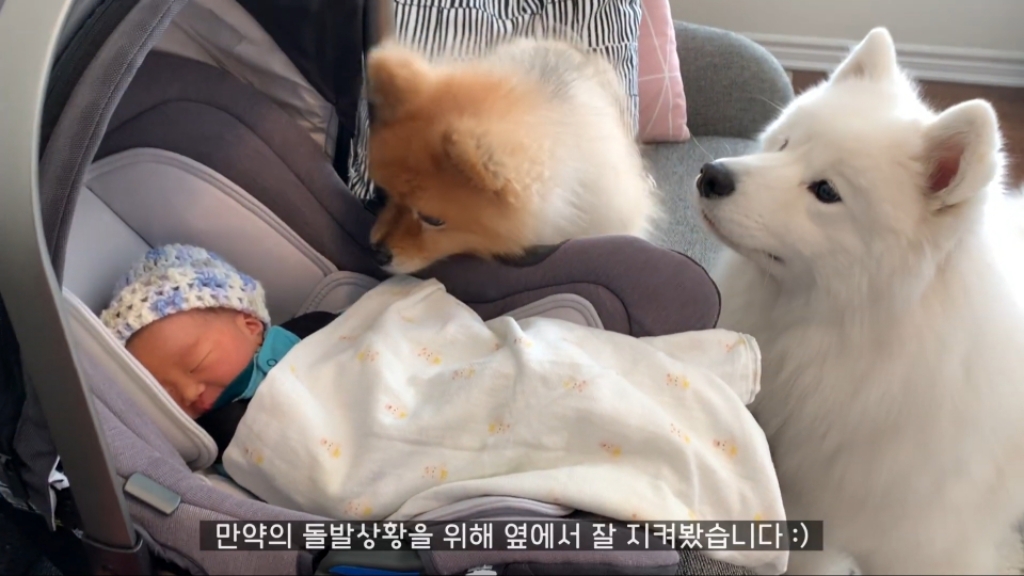 강아지들이 갓난아이를 보는 표정 | 인스티즈